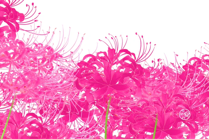 PIXTAさんに再投稿用に調整、修正した素材               リコリス1,2,3   #PIXTA