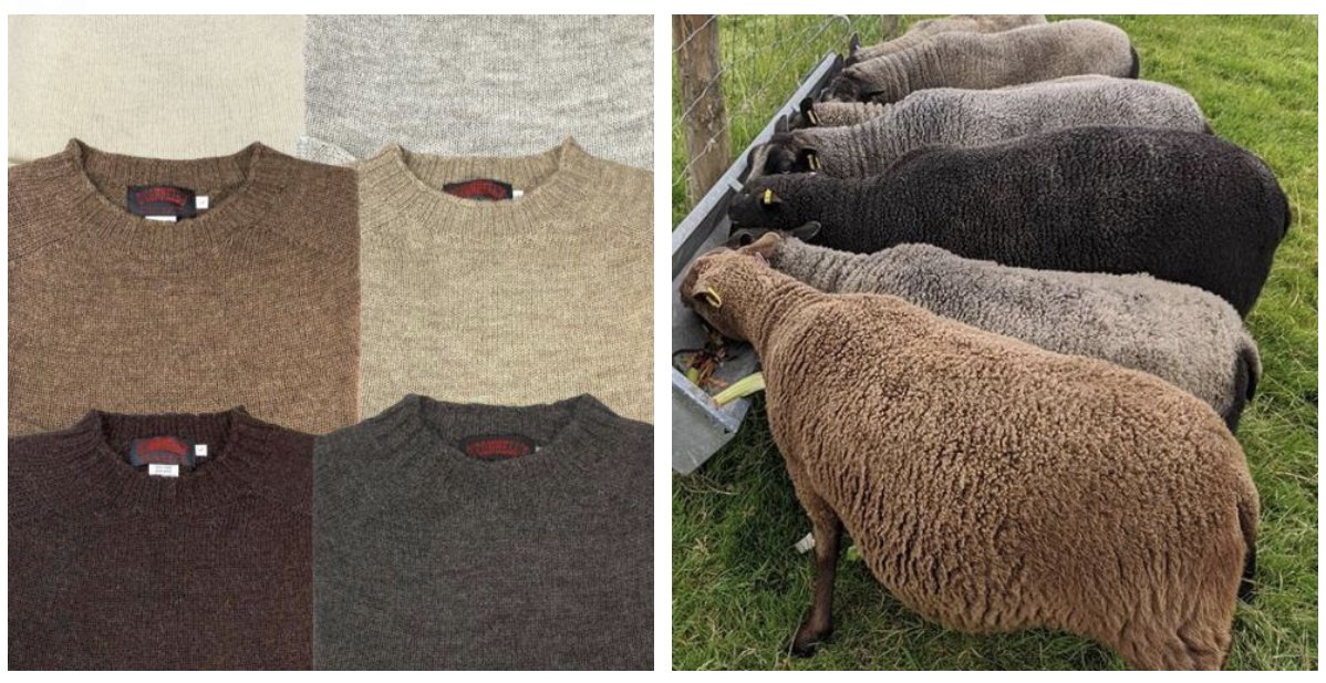 derek guy tweet media