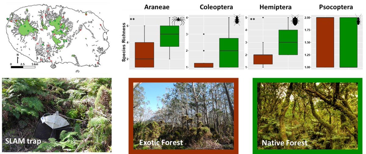 DiversityMDPI's tweet image. 🔔Highly-cited Article #DiversityMDPI

💡"The Role of Small Lowland Patches of Exotic #Forests as Refuges of Rare Endemic #Azorean #Arthropods"

👏by Noelline Tsafack et al.

🔹Published: 16 September 2021
🔸Views: 2400+
🔹Citation: 11

👉mdpi.com/1424-2818/13/9…