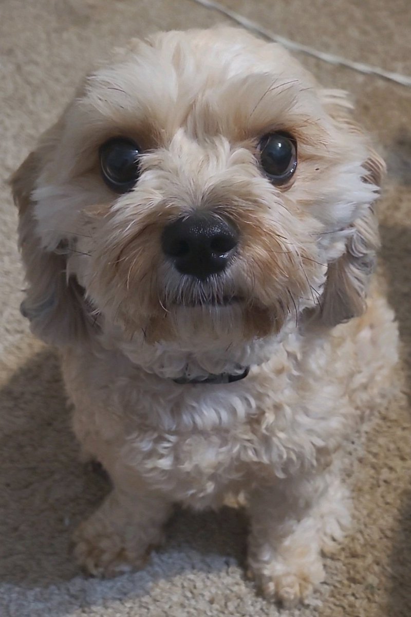 'I'm not always a doggone adorable pup...oh, wait...yes, I am.' 
#doggo #dogsrule #cutepup #writerslife #WritingCommunity