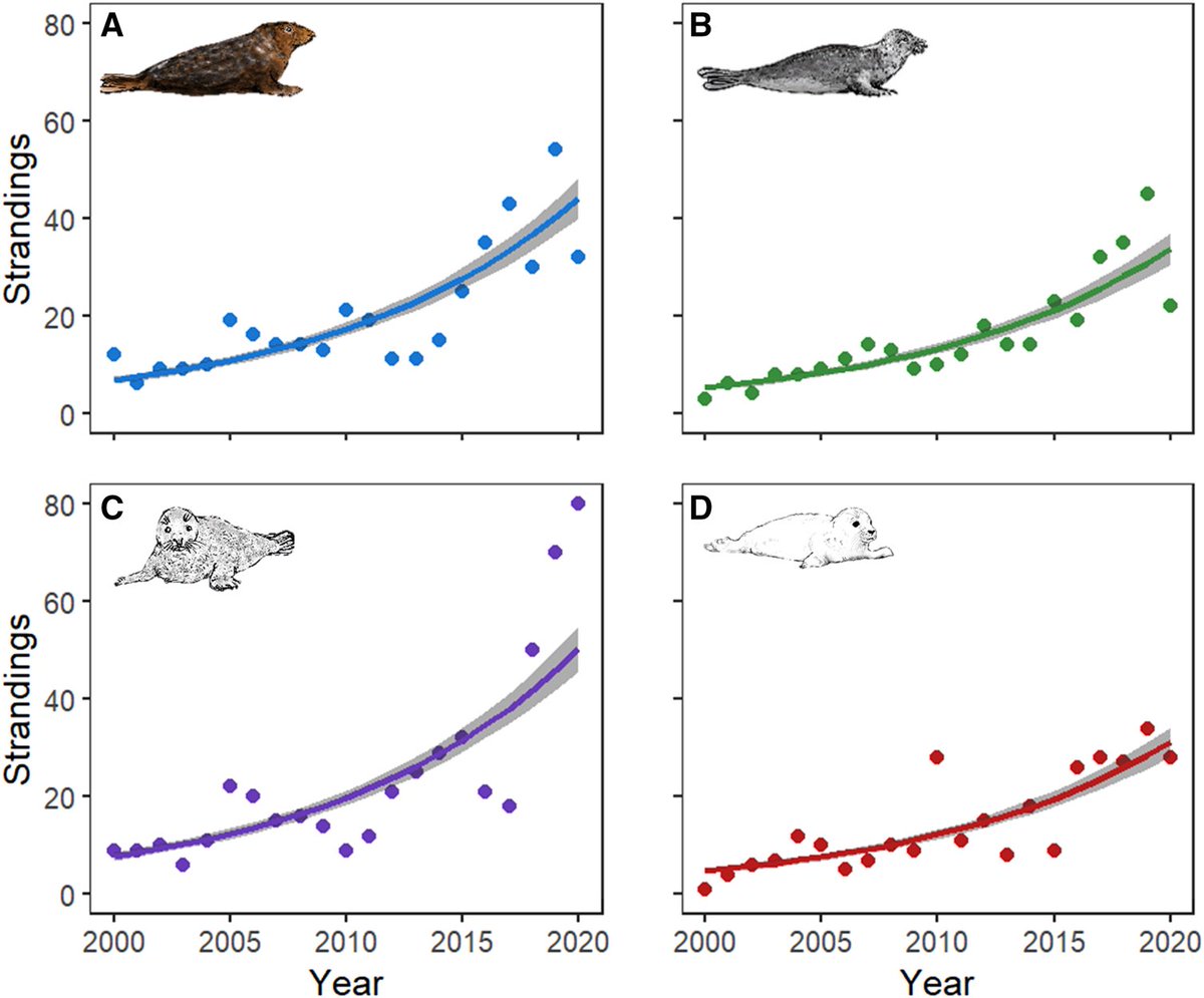 Helen__Chadwick's tweet photo. My first first-author (or any author) paper is out today! ✨📝

We used a 21-year #CitizenScience dataset to conduct a spatial and temporal analysis of grey seal #strandings in Cornwall and the Isles of Scilly 🦭

Read below! 👇
https://t.co/4itvqBmLPV https://t.co/UgKmavcPDm
