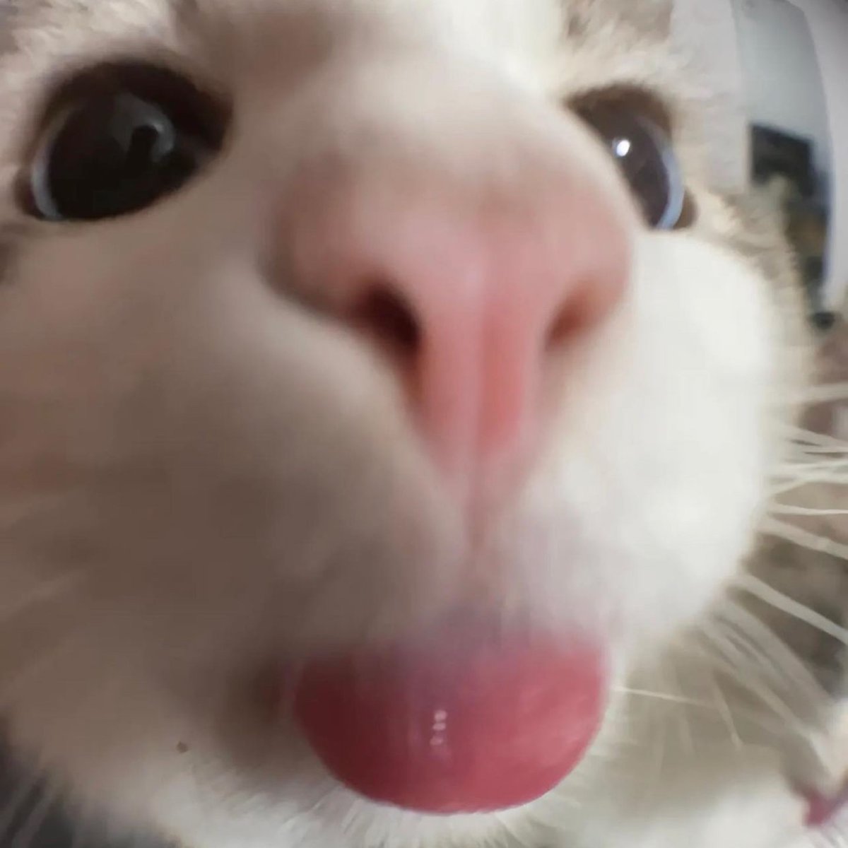 LuxuryGo1d's tweet photo. @kitoreii AWEEE DAT KITTY SO CUTE https://t.co/lbrfeDQj3K