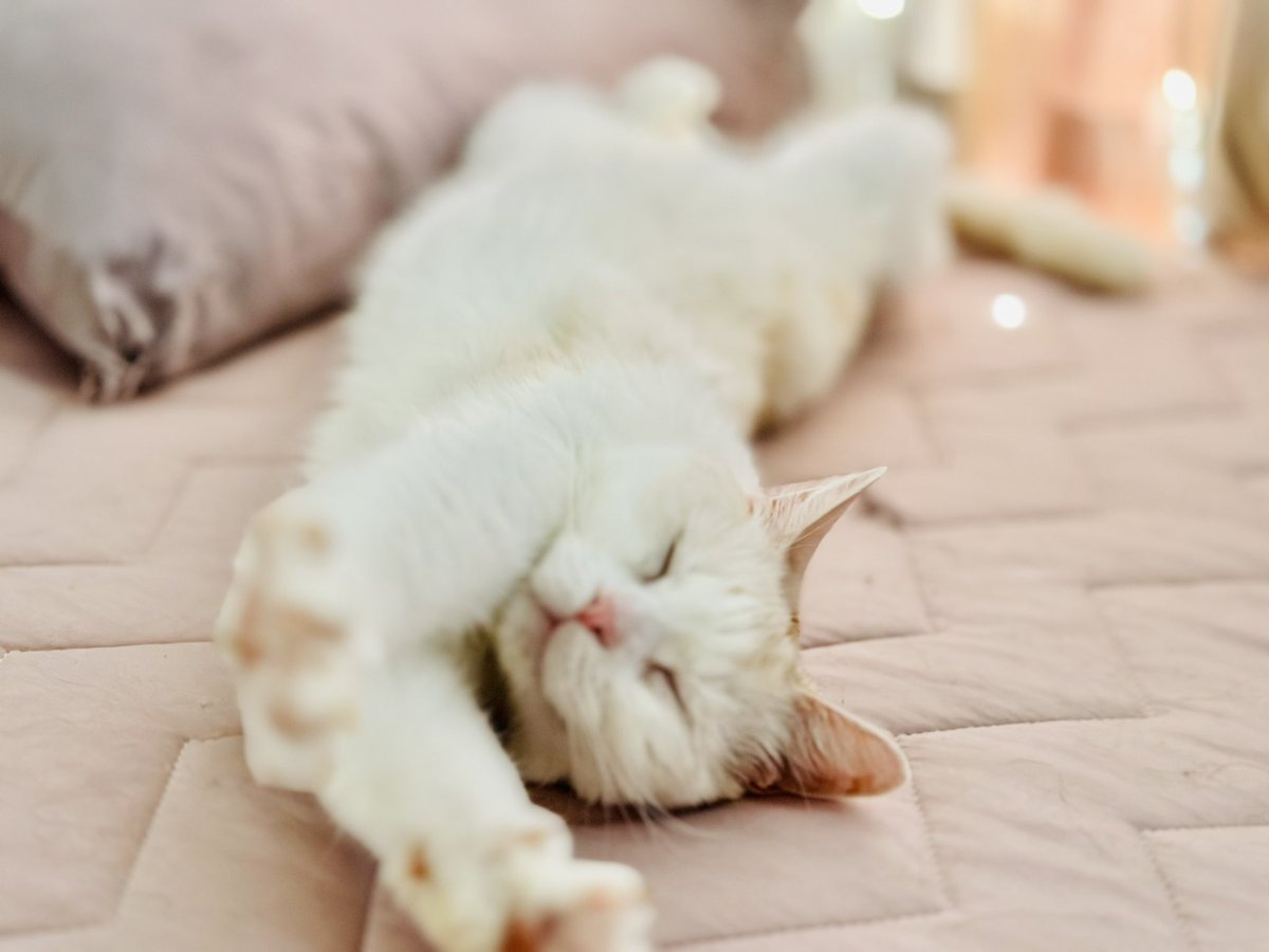 Erica_ism's tweet photo. こんにちぽえ🐱☀

今日も暑いですね🫠

#猫のいるくらし https://t.co/pNxM3SutgU