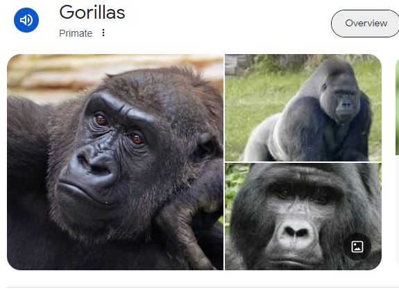 JoyMillsLing's tweet photo. The number of times I have been thinking of something else and instead of going to @GorillaPsyc I see : https://t.co/Id276a37AX