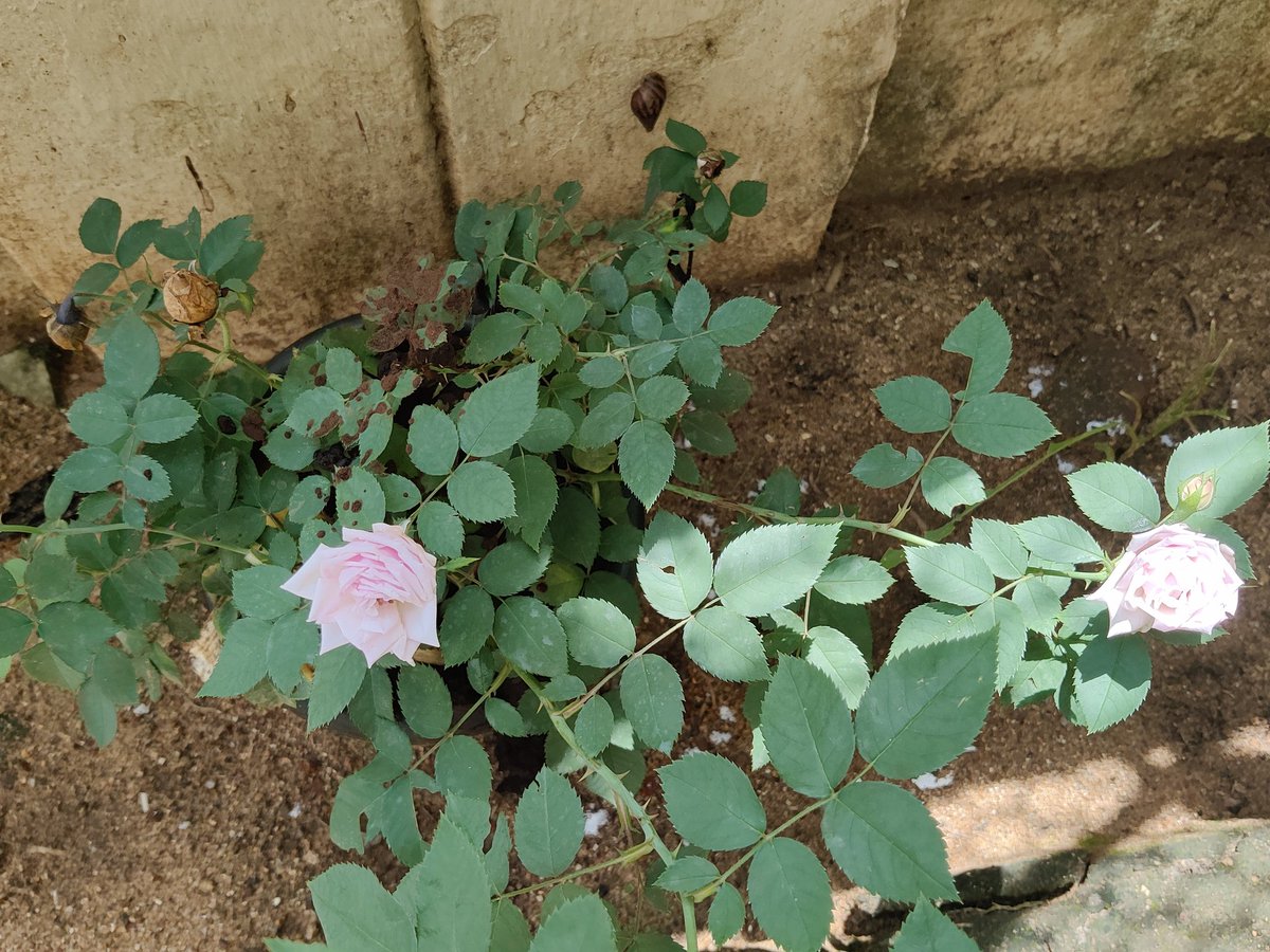 Two roses #rose #urbangarden #citylife #homegrownflowers #smallpleasures #Blooms