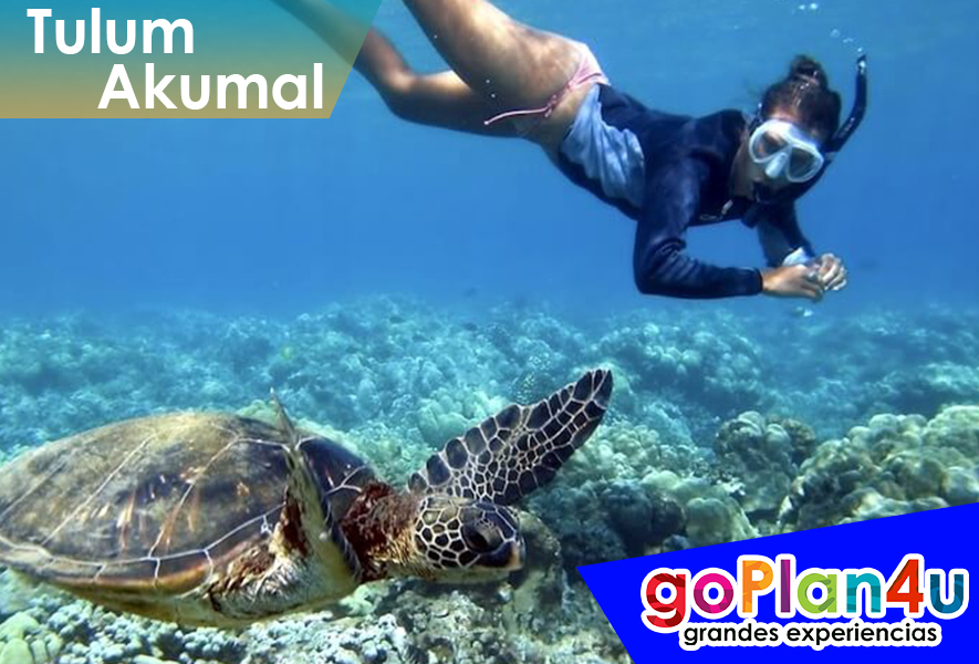 goPlan4u's tweet photo. Explora las #profundidades de #Tulum!
Saluda a las #tortugas mientras haces #snorkel! Ya conoces las ruinas de #Akumal? https://t.co/Lj2Utn7NN0