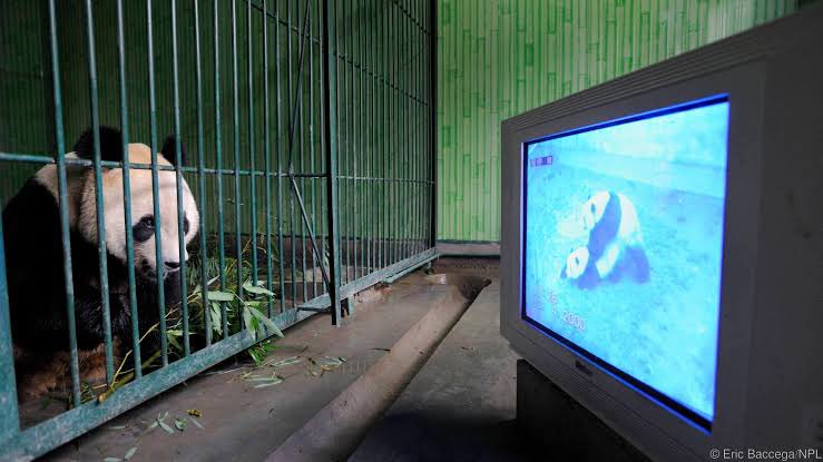 senjatanuklir's tweet photo. Karena biasa panda yg bukan dilepas di alam liar ga ‘antusias’ sama mating &amp; banyak panda ga ngerti caranya, mereka dikasih nonton bokep panda. https://t.co/o5UWwWjie2