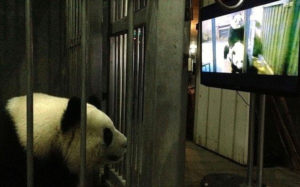 senjatanuklir's tweet photo. Karena biasa panda yg bukan dilepas di alam liar ga ‘antusias’ sama mating &amp; banyak panda ga ngerti caranya, mereka dikasih nonton bokep panda. https://t.co/o5UWwWjie2