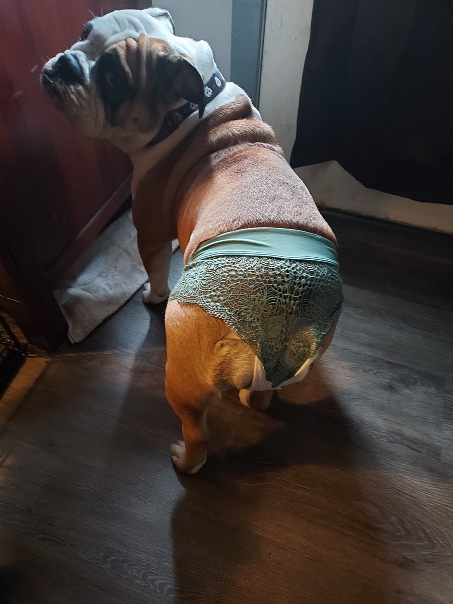 Bulldogs Lover tweet media