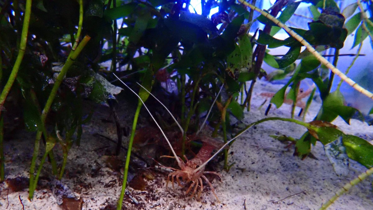 DaphneXYOh's tweet photo. ❗️📢 My first paper is out there in the world! 

🦞Novel observations of early-juvenile western rock #lobsters associated to Amphibolis #seagrass more than other coastal habitat types

Read more➡️https://t.co/yKdJXiLUEN
@CrustaceanSoci @BiolSci_UWA @UWAresearch @uwaoceans https://t.co/lfGKcISbXb
