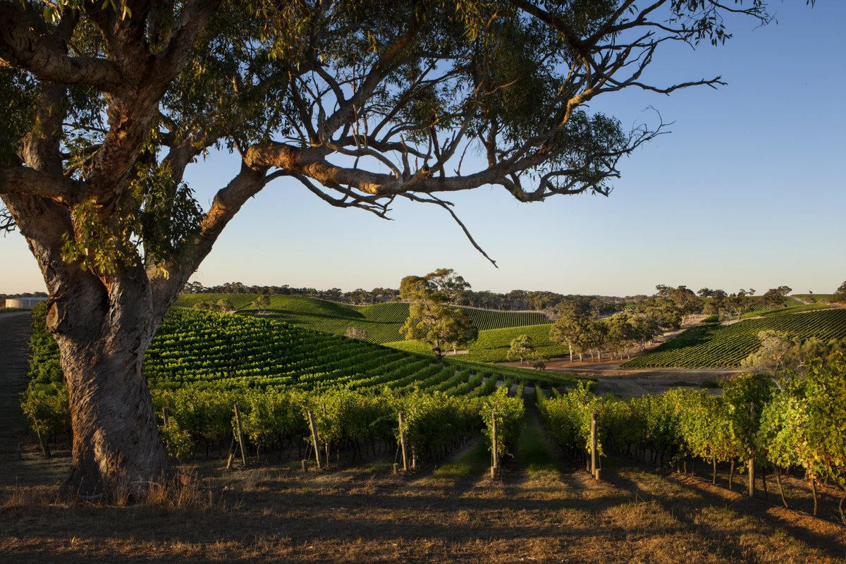 - Sponsor shoutout - 

Longview is a stunning family owned Australian vineyard located just outside the historic township of Macclesfield in the Adelaide Hills and is the proud sponsor of the AAVWS Fellowship.
 
 #aavws #morethanjustawineshow #visitmildura   #longviewvineyard
