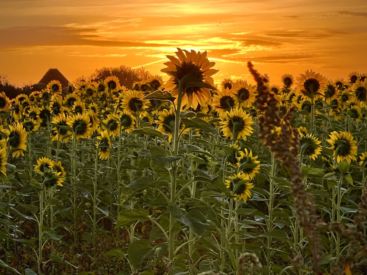 Wat ‘n #oogst gisteren! #Texel #netherlands #sunrise #church #sunflowers #beau_gustus #fotochallenge @TheFlowerWorld⁩ #flowersoftwitter @waddentweets⁩ @earthcurated⁩ @AwesomeEarthPix⁩ @earth⁩ @NatGeoPhotos⁩ @Talpaweer⁩ @weeronline⁩ ⁦@Weerplaza⁩