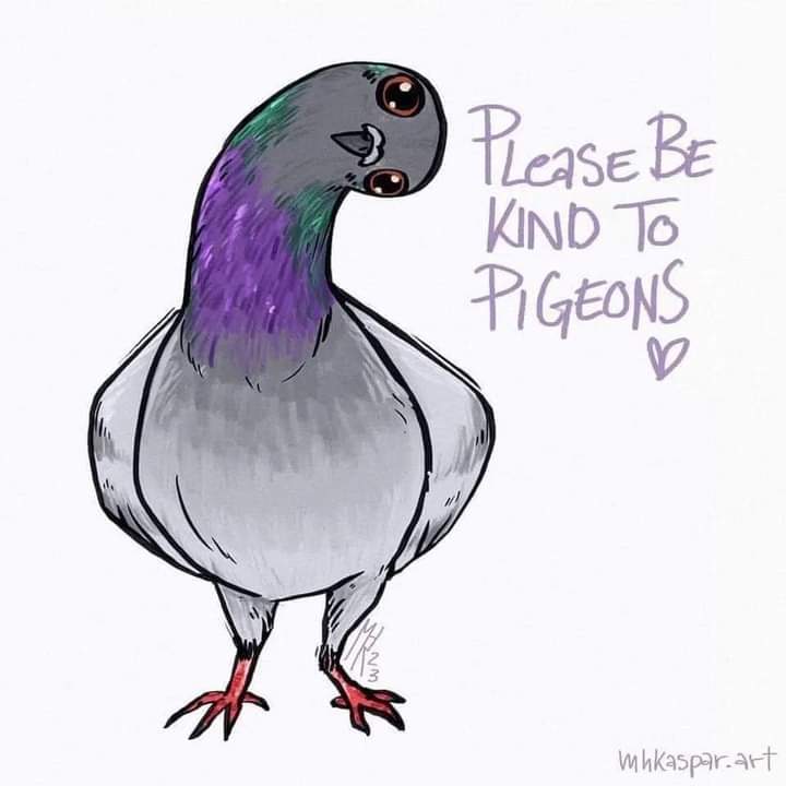 Really nice to see two baby pigeons  under the protection of a regular customers Wisteria this week.  👍🏻🙏🏻🐦