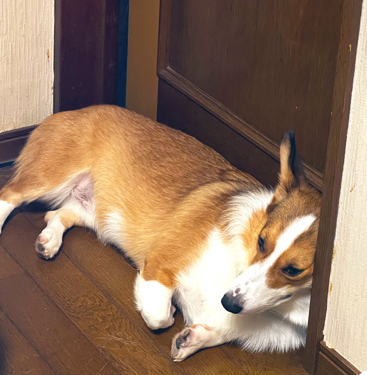 ドアにピッタリくっついて寝てるガーディアン（笑）

通せんぼしてるのです（笑）

#コーギー #Corgi  #コーギーのいる暮らし #子犬 #お友達募集中 #LGBTQ