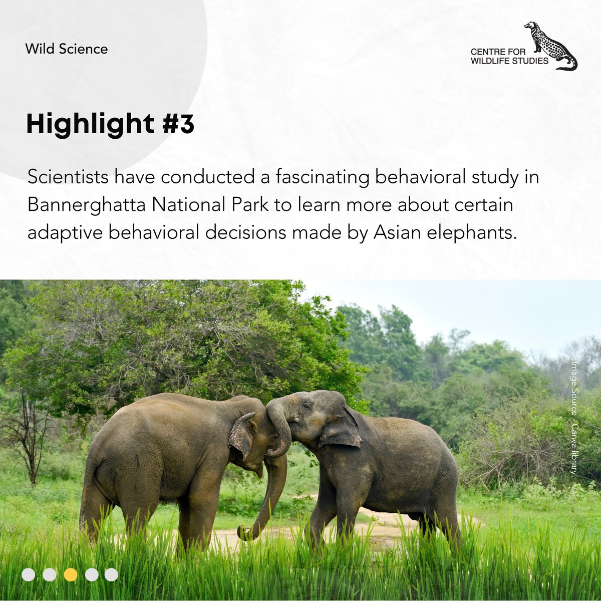 cwsindia's tweet photo. Check our latest blog at https://t.co/QDq9KzwOT8 to find out more about how insights on individual elephants help in conflict mitigation.
#CWSIndia #WildScience #elephants #asianelephants #elephant #wildlifephotography #blogger #scienceblog #research #conservation #species https://t.co/rPzuYMpjLD