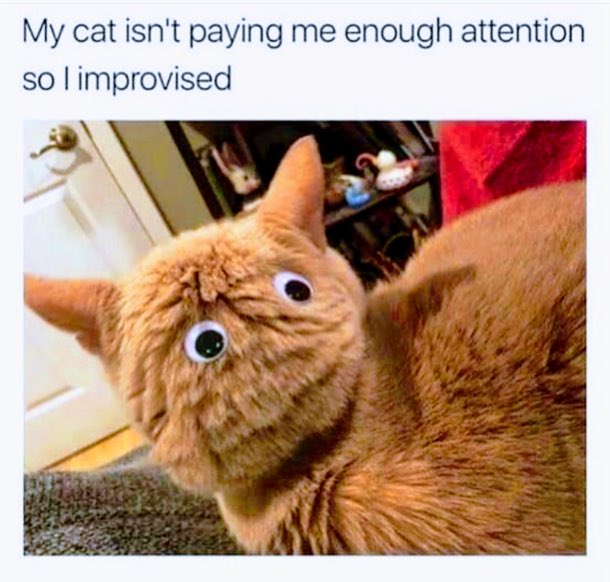 Ness_SeaGlass's tweet photo. @PicturesFoIder 😂 🐱 👀 https://t.co/mJwixOuTb9