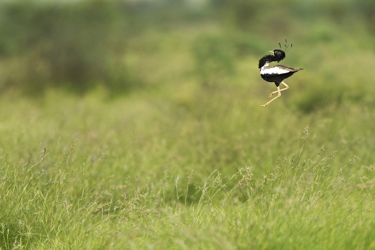 NatureIn_Focus's tweet photo. #FromTheArchives:

 #Grasslands are not wastelands. In fact, they provide refuge for a range of animals and birds. In this story, we shine a light on the avian wonders of the world of grass.  

📷 Hira Punjabi — Lesser #Florican   

https://t.co/0SGIwx3LCs https://t.co/rHWY9XAY2z