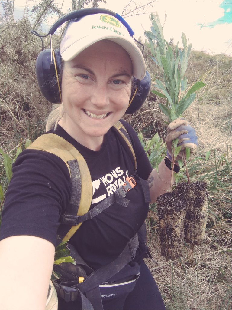 Another mint day planting today we were out at Maungatautari Marae block doing some infill, don't last year's trees looks great 😎 <a href="/restorenativenz/">Restore Native</a>