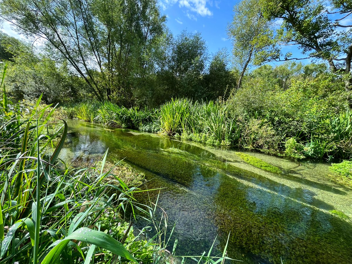 The invisible, gin-clear water of the Bourne Rivulet! 😍

This is how all #ChalkStreams should look (the result of a @WildTroutTrust, @WessexRivers #RiverRestoration).