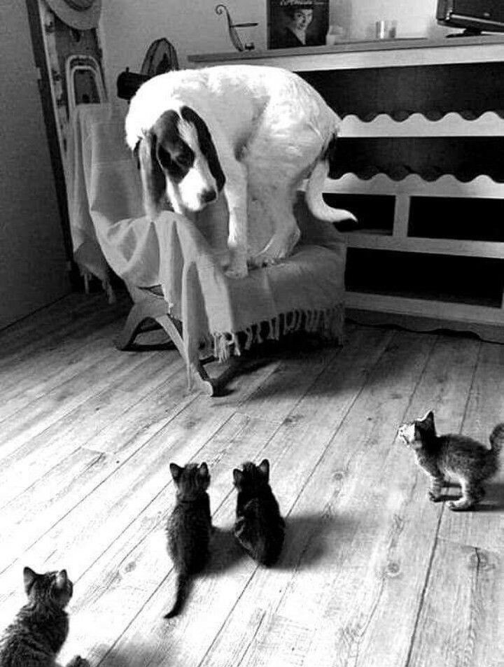 Потому что мы банда! 😼