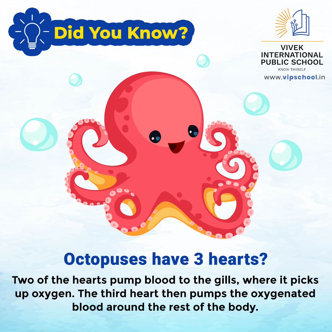 Dive into the Depths of Knowledge 🌊🧠 Did you know? Octopuses are true marvels of the ocean with not one, not two, but three hearts pumping blue life through their mysterious tentacled forms! 

#OctopusFacts #OceanWonders #ThreeHeartsBeat #Gills #MarineMarvels #vipsbaddi