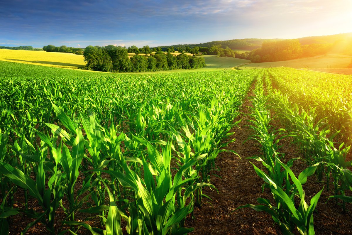 #Corn's versatility knows no bounds! It extends far beyond being a delicious #vegetable, playing a crucial role in an array of non-food items, making it a truly versatile #crop. Corn takes the lead as the main energy ingredient in livestock feed, contributing significantly to