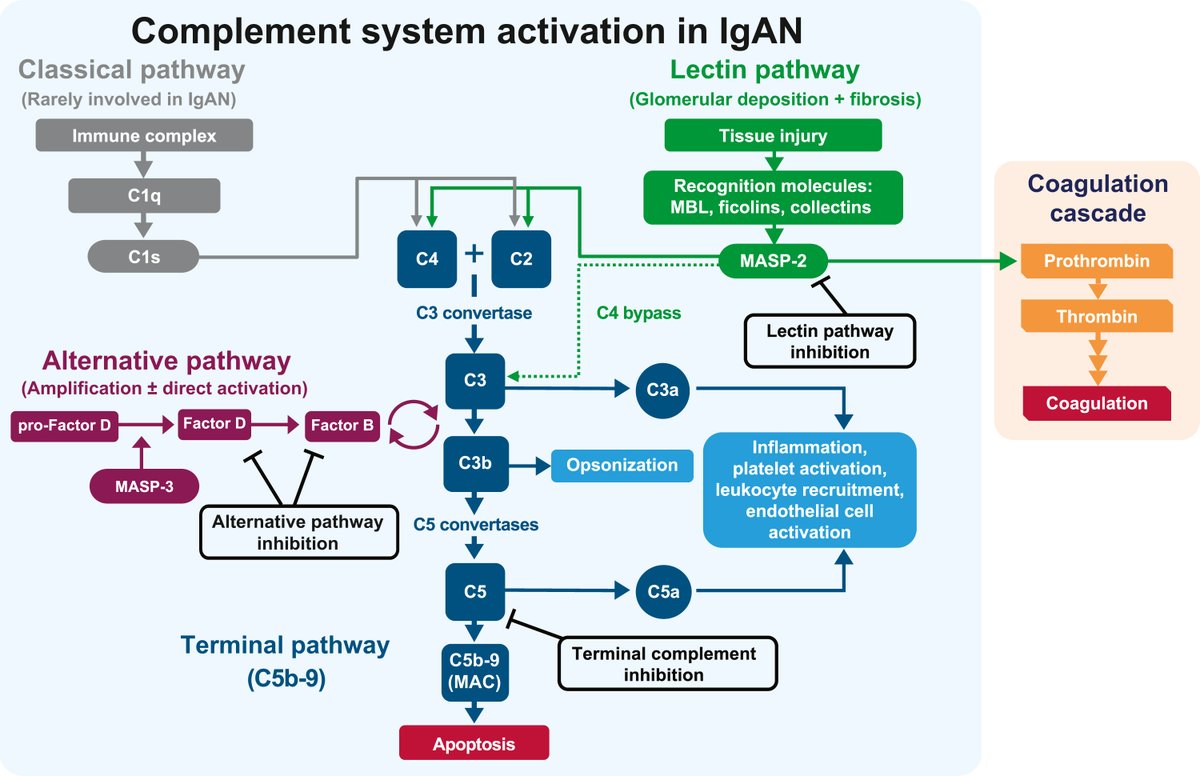 📖 This weekend don't miss our @Kidney_int #ISNFridaySelection: IgA nephropathy: the lectin pathway and implications for targeted therapy kidney-international.org/article/S0085-…