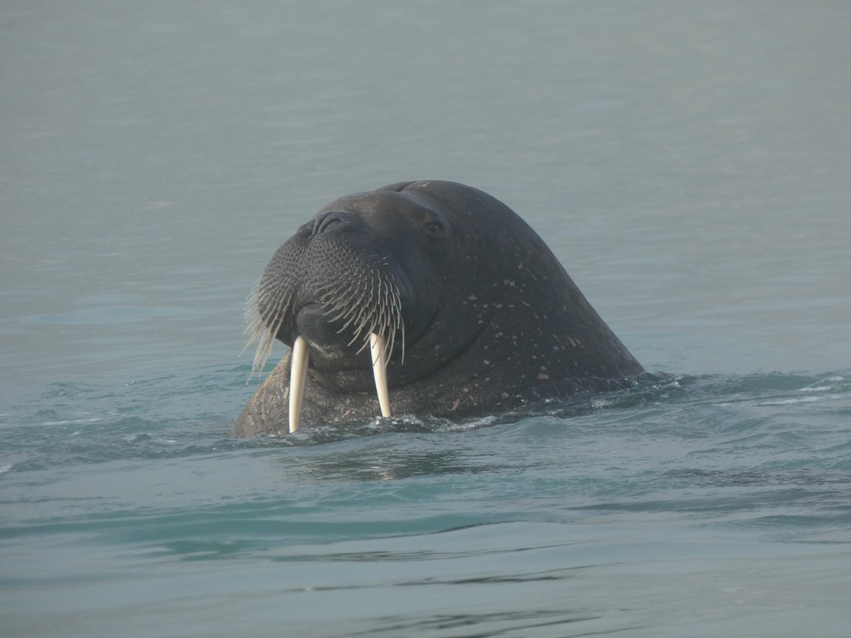 OceanwideExp's tweet image. These photos come from a voyage we recently finished, showing just a glimpse of the incredible wildlife we enjoy in the #polarregions.

📸 by Valentine Janon