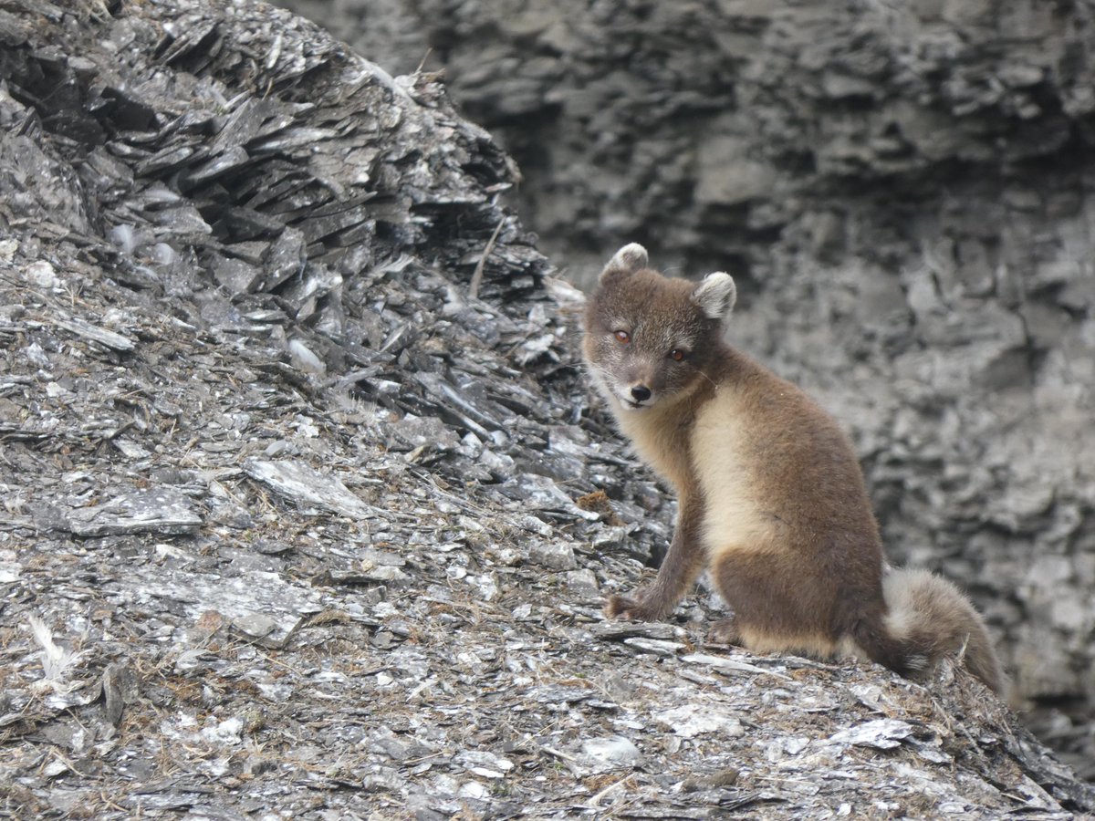 OceanwideExp's tweet image. These photos come from a voyage we recently finished, showing just a glimpse of the incredible wildlife we enjoy in the #polarregions.

📸 by Valentine Janon