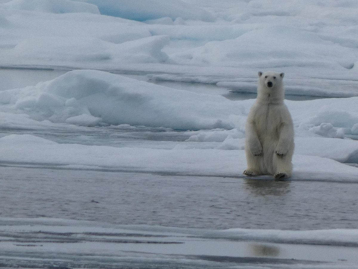 OceanwideExp's tweet image. These photos come from a voyage we recently finished, showing just a glimpse of the incredible wildlife we enjoy in the #polarregions.

📸 by Valentine Janon