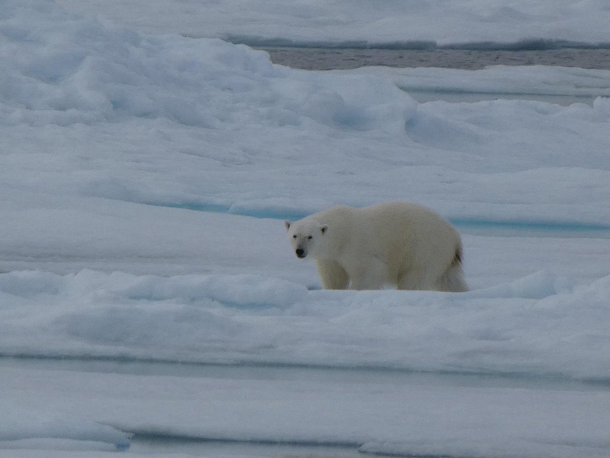 OceanwideExp's tweet image. These photos come from a voyage we recently finished, showing just a glimpse of the incredible wildlife we enjoy in the #polarregions.

📸 by Valentine Janon