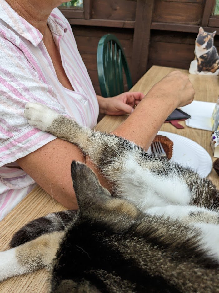 AllotmentCat's tweet photo. There's nothing better than being close to friends, is there?  Betty says I'm a very tactile cat but I think she made that word up.  I don't know where she gets them from but I suppose she means well. Anyway, tactile or not, Pip understands. https://t.co/5iosFNhBcV