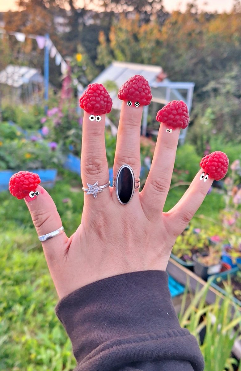 lovely_plot's tweet image. Bonjour!
Autumn Raspberry finger hats are compulsory when growing raspberries 😂
Never have I ever... brought a raspberry home 😅 
They&apos;re too delicious 😋 
Autumn varieties are my favourite - find them more prolific than summer ones 👌🏻
