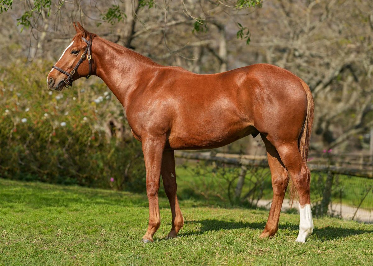 We are proud to present Lot 5 - Song Contest (New Predator Colt out of Penny Serenade by Silvano). Winner of 4 races, Dam of 2 winners from 2 runners. Available at the <a href="/BloodstockSA1/">Bloodstock SA</a> August 2YO Sale this weekend!