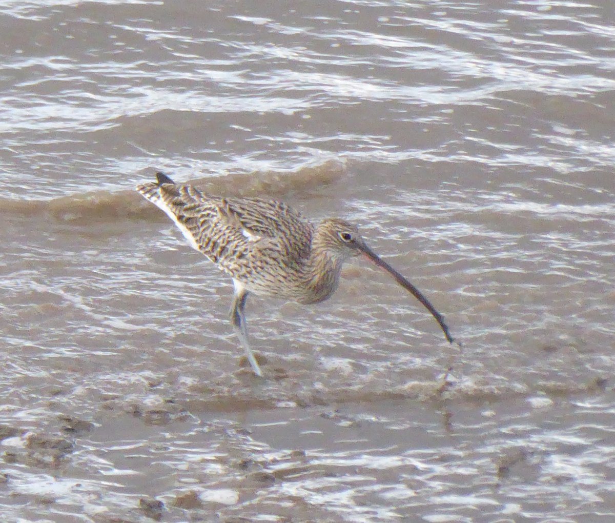 Great blog by @GrahamFAppleton on use of GPS trackers to explore #curlew migration flight pals & paths. My pic of curlew sea bathing at @WWTCaerlaverock 2021 @WaderStudy @RamsarConv @waderquest @CurlewSLakes @curlewrecovery @nature_scot #BirdsOfTwitter #birds @GlobalFlyway