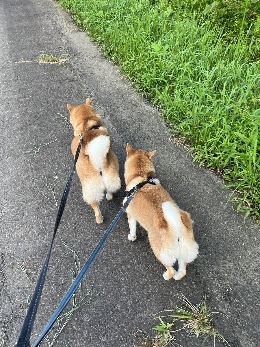 48umaru's tweet photo. ご機嫌ルンルンにあさんぽする犬た🐕♡なんて可愛いんだ♡
このかわいすぎる笑顔は一生守り抜くからのお！🥰
大好きだよーー❤️
#しばいぬ
#柴犬
#shiba
#愛犬
#愛おしい https://t.co/KZ0H1U83Mx