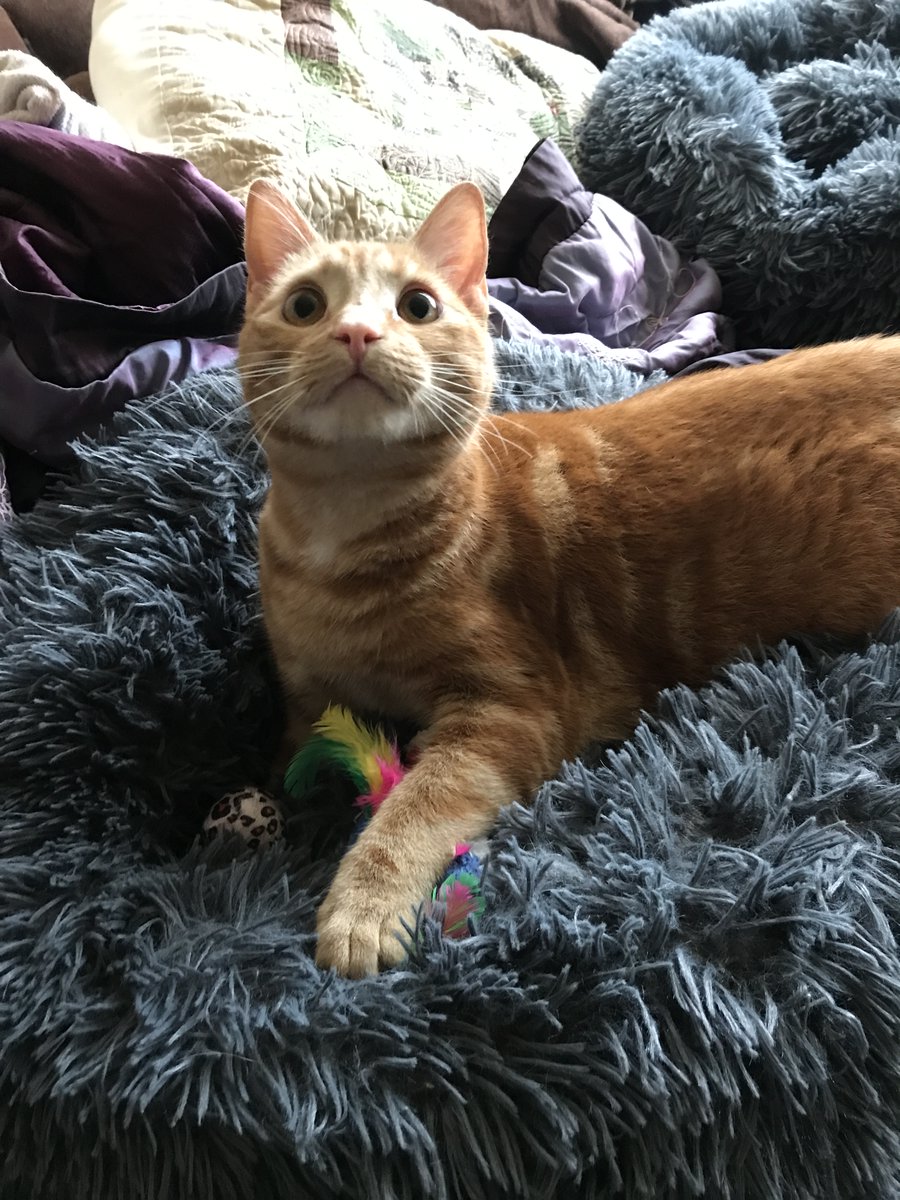 myboringjourne2's tweet photo. Happy Friyay from Forrest 😺#CatsOfTwitter #CatsofTwittter https://t.co/35mVXdNCII