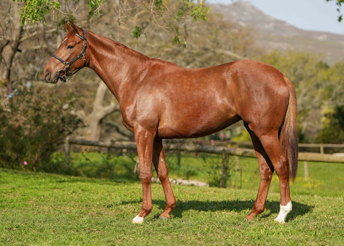 We are proud to present Lot 137 - Catja (Horizon Filly out of Cat's Game by Black Minnaloushe). Family of LIGHT FANDANGO and CANADIAN SUMMER. Available at the <a href="/BloodstockSA1/">Bloodstock SA</a> August 2YO Sale this weekend!