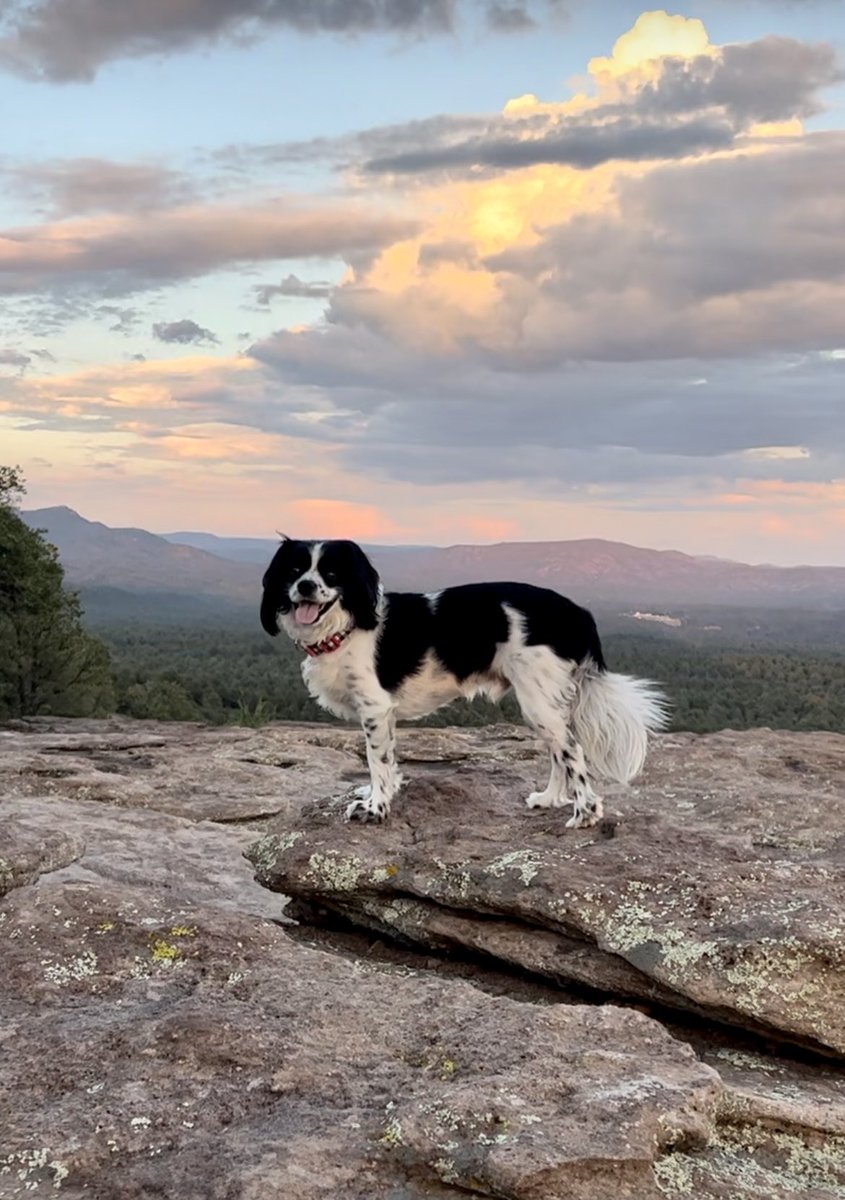 marisamcclain33's tweet photo. @Goodable Ollie loved his hike this evening! https://t.co/p9pK0aksQL