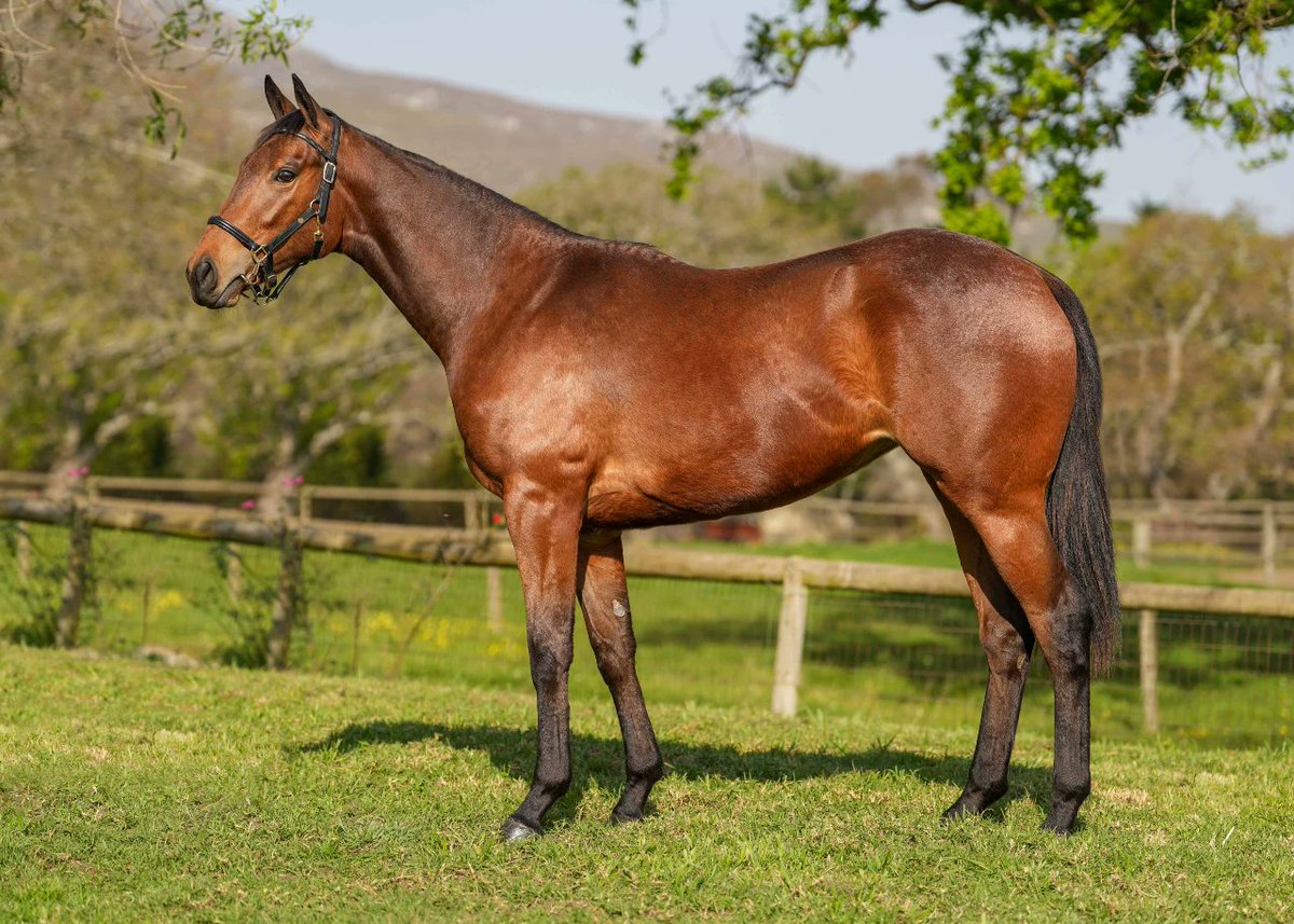We are proud to present Lot 183 - Touch Of Heaven (Potala Palace Filly out of Geolina by Kabool). Half Sister to 3 winners incl. BIOFARMER 2YO Colt winner first time out. Available at the <a href="/BloodstockSA1/">Bloodstock SA</a> August 2YO Sale this weekend!