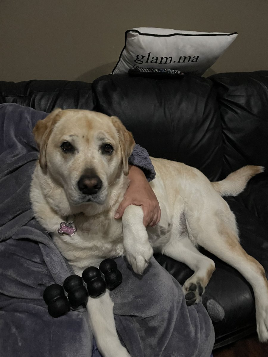 This is how me and Mom roll every night during our snuggle time 😘🥰. 
#dogsoftwitter 
#dogsofx 
#snuggletime