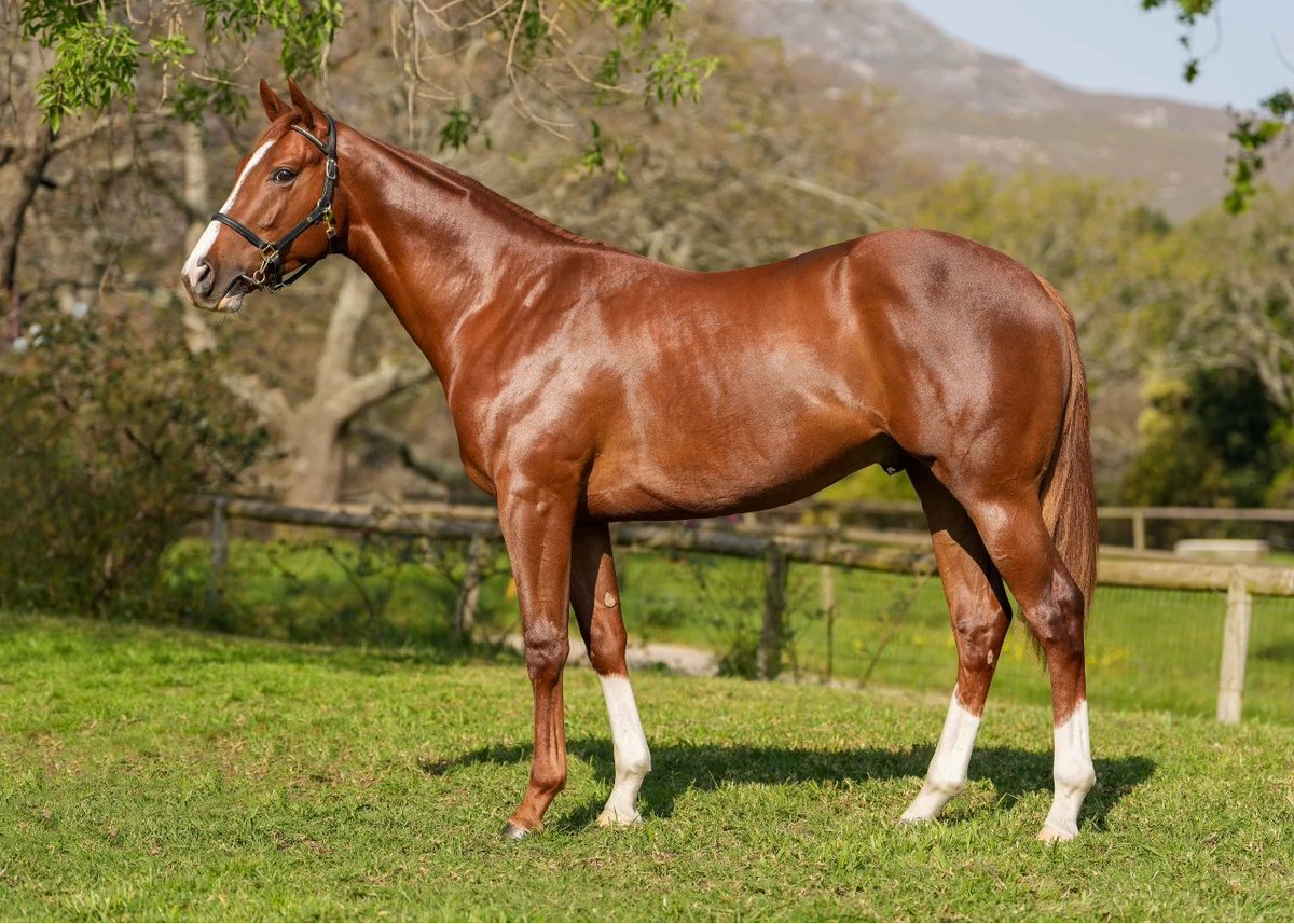 We are proud to present Lot 210 - War Reporter (Vercingetorix Colt out of Idler by Fort Wood). Dam of 5 multiple winners incl. GIFT FOR THE GAP and ARTE. Available at the <a href="/BloodstockSA1/">Bloodstock SA</a> August 2YO Sale this weekend!