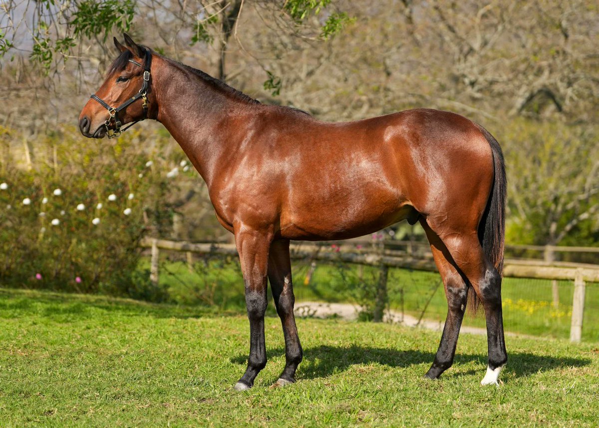 We are proud to present Lot 1 - Magic Exists (Alado (GB) Colt out of Party Magic by Indigo Magic (GB)). Four time winner CLOSELY RELATED TO SON OF RAJ AND ARUMUGAM. Available at the <a href="/BloodstockSA1/">Bloodstock SA</a> August 2YO Sale this weekend!