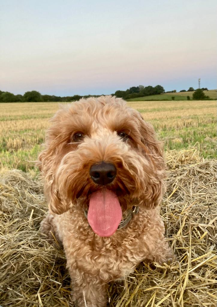 NetZeroTracker's tweet photo. It's #internationaldogday tmrw! Ginny here knows that there's no #dog walks on a boiling planet. Yet, major US pet food retailer @Chewy has not set ANY #climate commitments. It’s past time #Chewy joined the pack of major firms in the fight for a liveable world. #netzeroexcuse https://t.co/zR5au4ZMJE