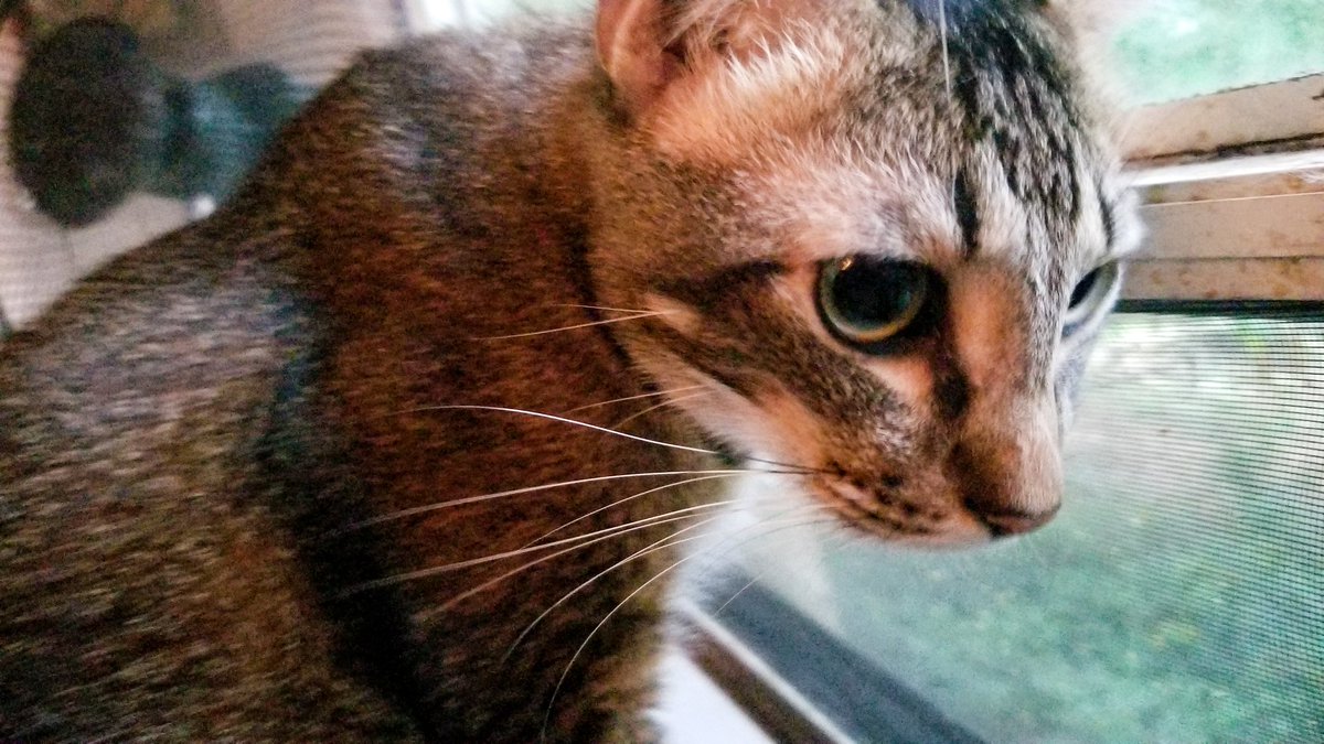 BrucetheBatCat's tweet photo. @Cagethedarkness and I are getting ready to go to my vet visit at 9:30 wish me luck! My nose has been clogged up for a little while and having some antibiotics to make me feel better will be great! 😺
#Cats #catlover #catsrule #CatsofTwittter #fyp #kitty #kittycat #pethealth https://t.co/BgcXQr9zLg