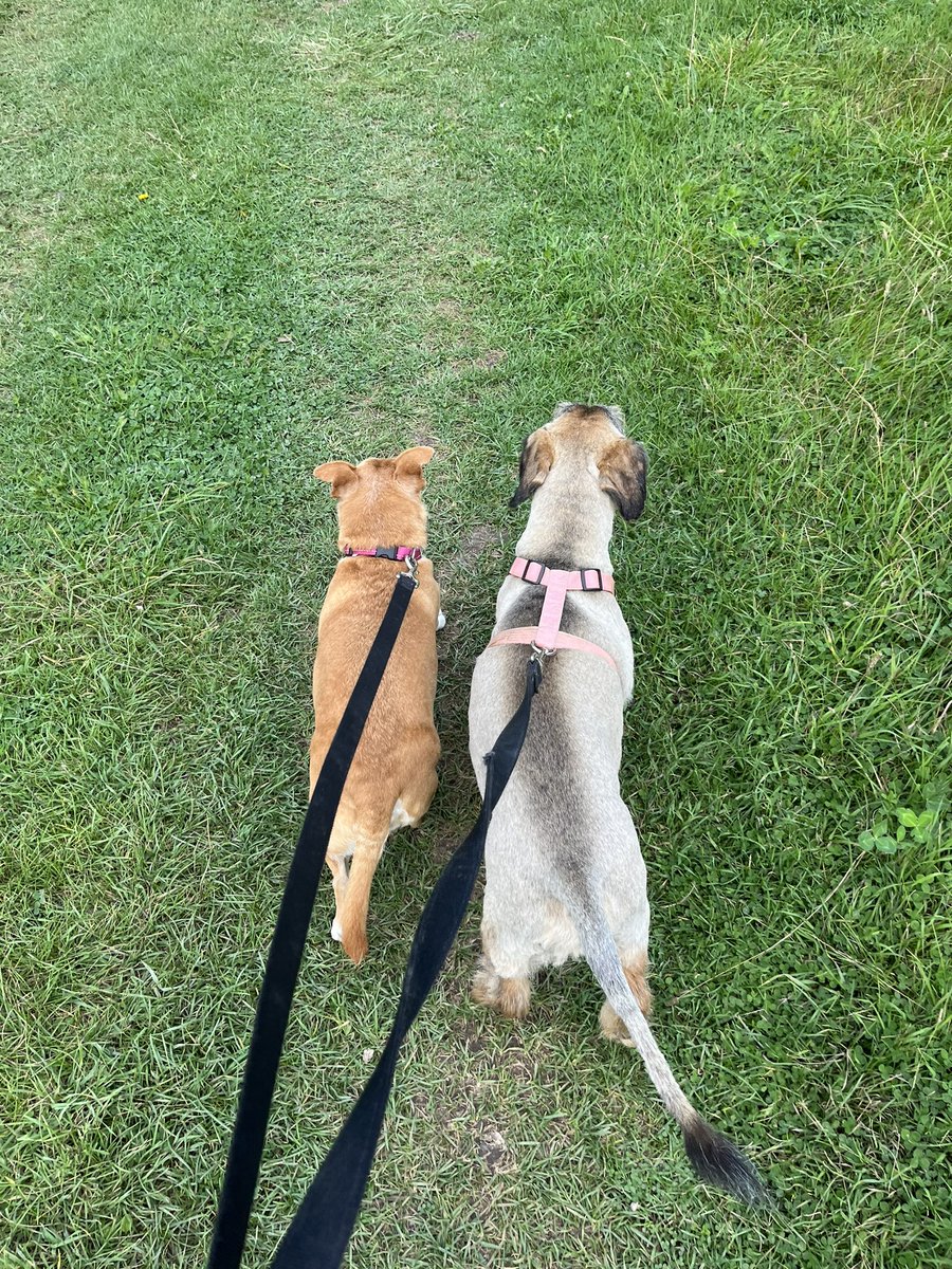 After losing our beloved dog Eddie earlier this week his also senior best friend Max couldn’t cope without him, so in Eddie’s memory we adopted a senior dog who is also a weird dachshund cross just like Max. They loved each other from the moment they met…