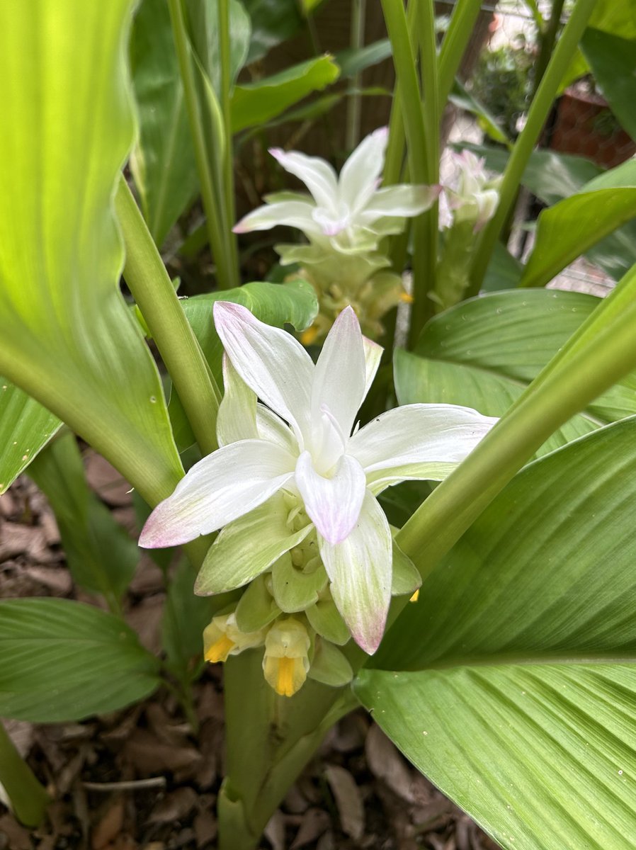 #FlowersOnFriday ginger season has finally arrived in my tropical garden. I absolutely love ginger plants and their exotic flowers and a spicy scent😃

#GardeningTwitter #Ginger #TropicalGarden #TropicalFlowers #FlowerPhotography #Hedychium