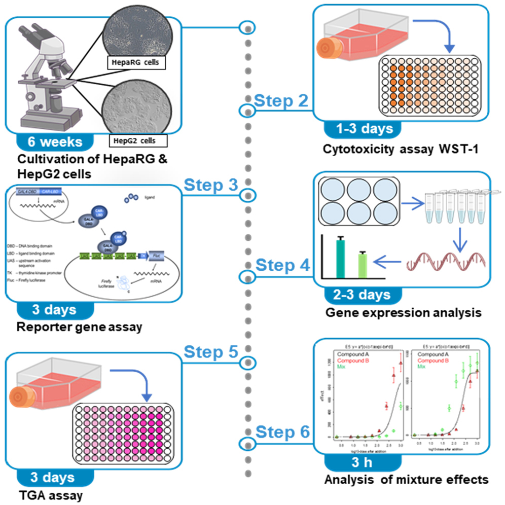 Exciting new EDCMET publication! 🚨

In vitro test battery to assess lipid metabolism in hepatocytes. Also #AdiporedAssay for TG accumulation is presented. 🧫
The protocol is suitable for assessing both single substances and mixture effects.

Take a look: star-protocols.cell.com/protocols/2941