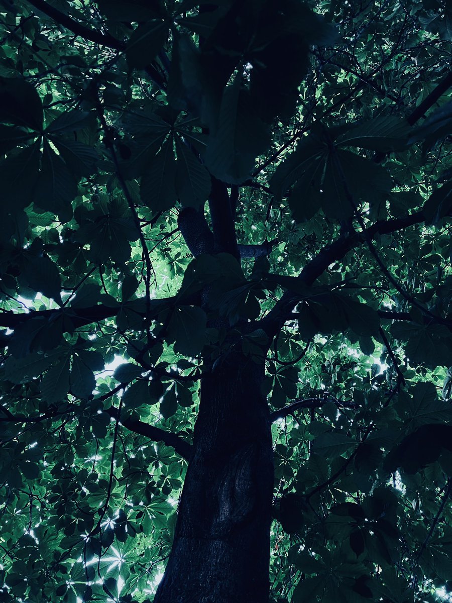 Свободная цикада трр-трр tweet media