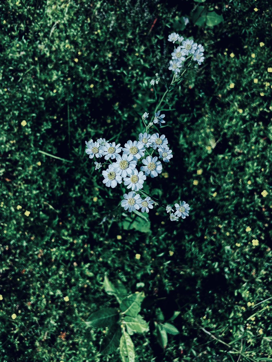 Свободная цикада трр-трр tweet media